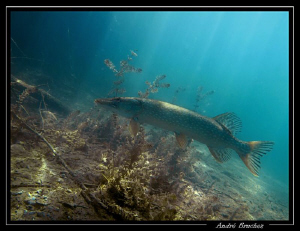 Brochet de nos petits lacs... by André Bruchez 